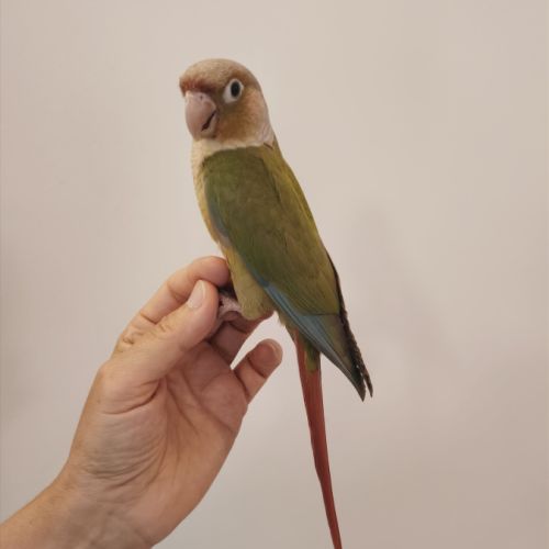 Conure de molina cinnamon eam #6