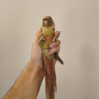 Conure de molina cinnamon eam #2