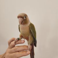 Conure de molina cinnamon eam #4