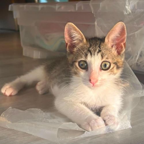 Napoleon, adorable chaton à l'adoption