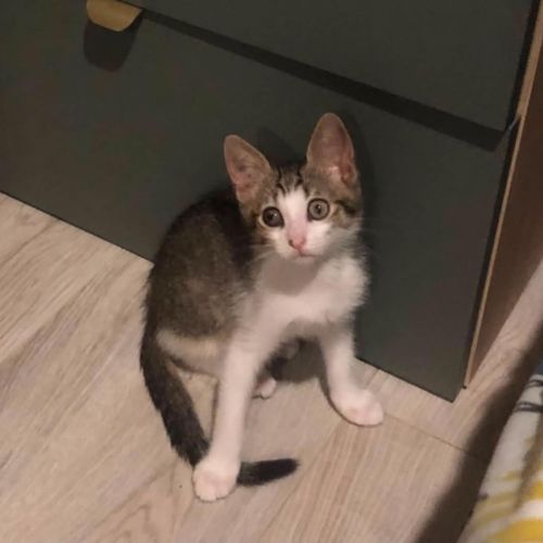 Napoleon, adorable chaton à l'adoption #2