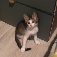 Napoleon, adorable chaton à l'adoption #2
