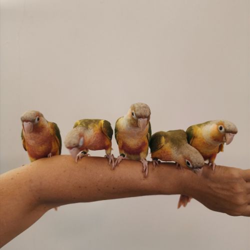 Conure de molina ananas eam #2