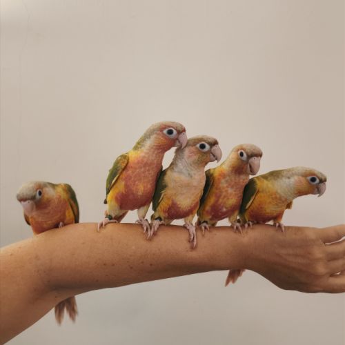 Conure de molina ananas eam #5