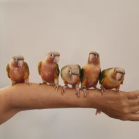 Conure de molina ananas eam #1