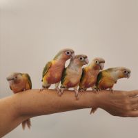 Conure de molina ananas eam #5