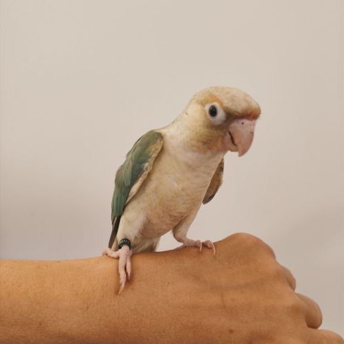Conure de molina turquoise cinnamon eam #1