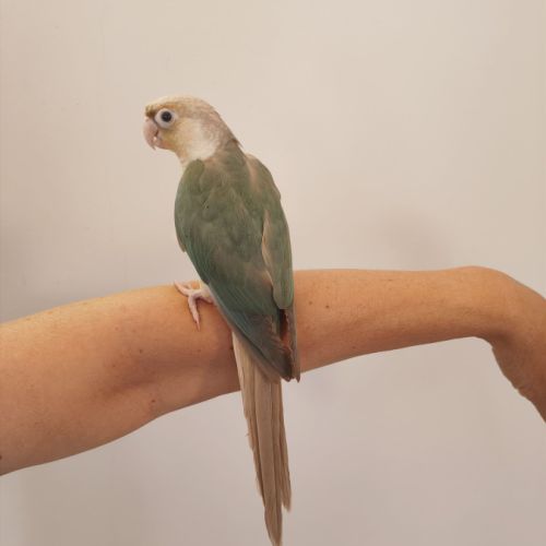 Conure de molina turquoise cinnamon eam #4
