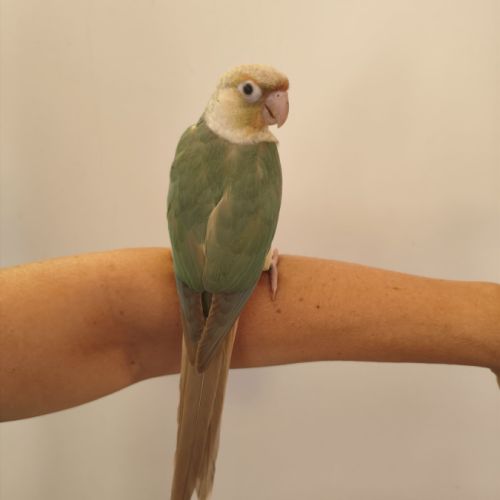 Conure de molina turquoise cinnamon eam #6