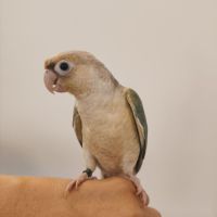 Conure de molina turquoise cinnamon eam #2