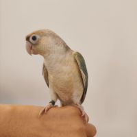 Conure de molina turquoise cinnamon eam #3