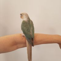 Conure de molina turquoise cinnamon eam #5