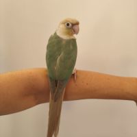 Conure de molina turquoise cinnamon eam #6