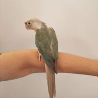 Conure de molina turquoise cinnamon eam #7