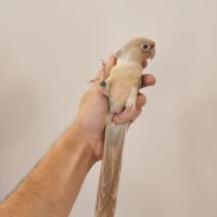 Conure de molina turquoise cinnamon eam #0