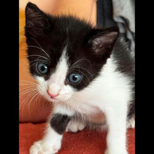 Koby, adorable chaton à l'adoption