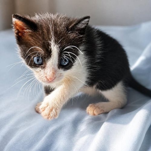 Koby, adorable chaton à l'adoption