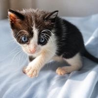 Koby, adorable chaton à l'adoption