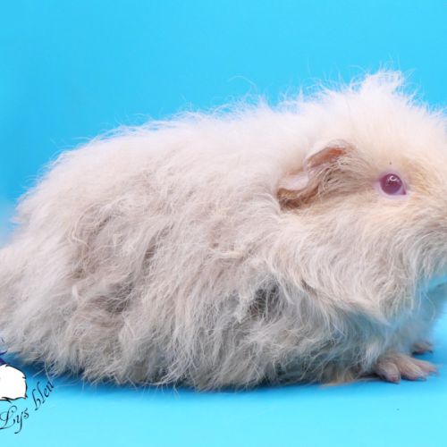 Mâles texels agouti lilas/crème #0