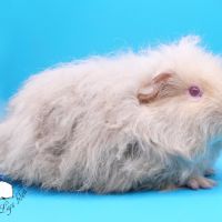 Mâles texels agouti lilas/crème