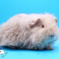 Mâles texels agouti lilas/crème #2