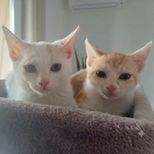 Puncky et rocky, adorable duo #3