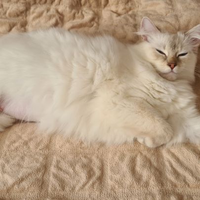 Chatons ragdoll loof #1
