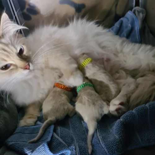 Chatons ragdoll loof #2