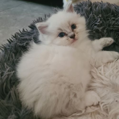 Chatons ragdoll loof #4