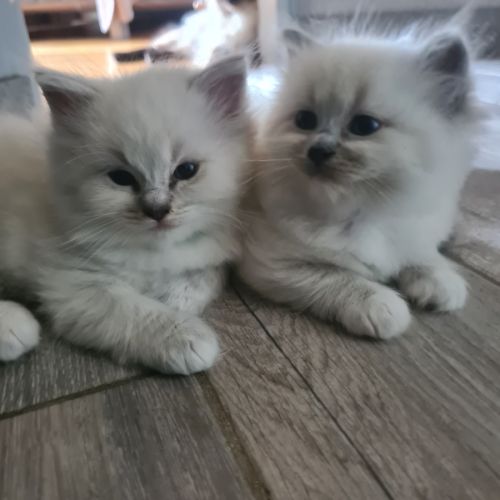 Chatons ragdoll loof #5