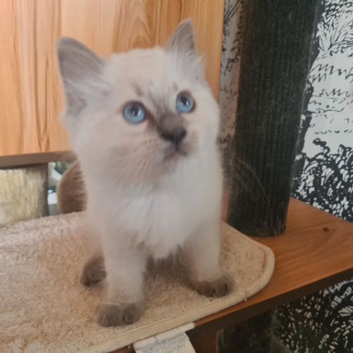 Chatons ragdoll loof #7