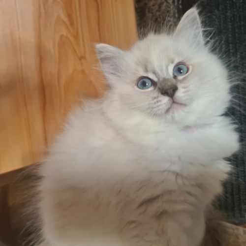 Chatons ragdoll loof #0