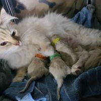 Chatons ragdoll loof #2
