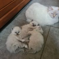 Chatons ragdoll loof #3