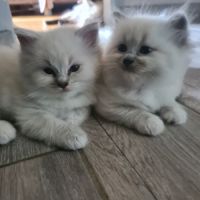 Chatons ragdoll loof #5