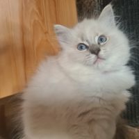 Chatons ragdoll loof