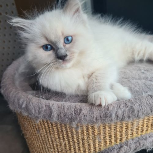 Chatons ragdoll loof #0