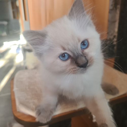 Chatons ragdoll loof #6