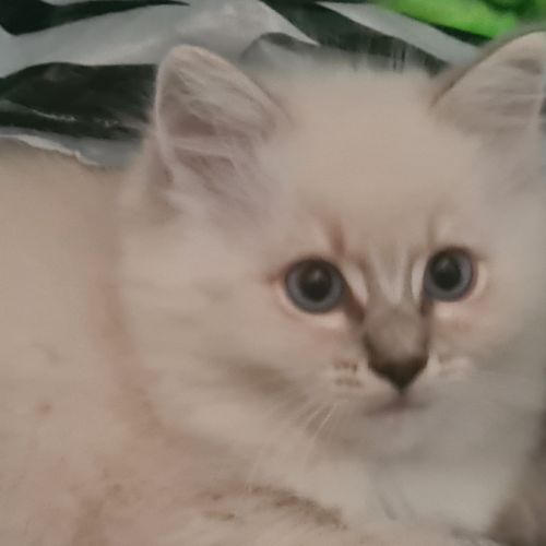 Chatons ragdoll loof #7
