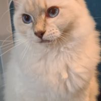 Chatons ragdoll loof #1