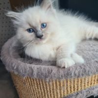 Chatons ragdoll loof
