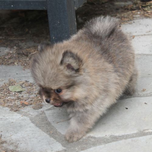 Chiot spitz nain pomeranian #4