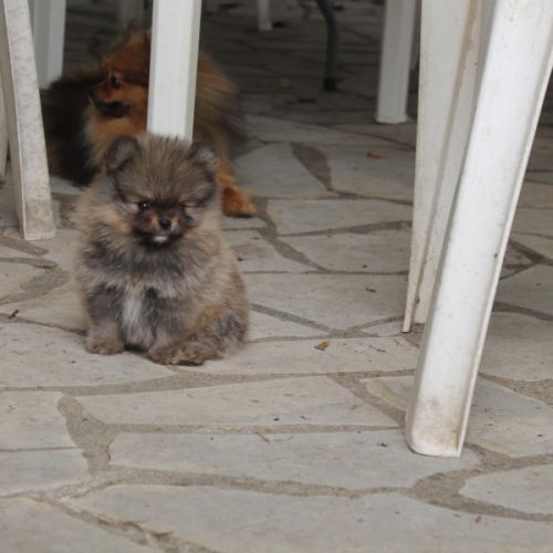 Chiot spitz nain pomeranian #5