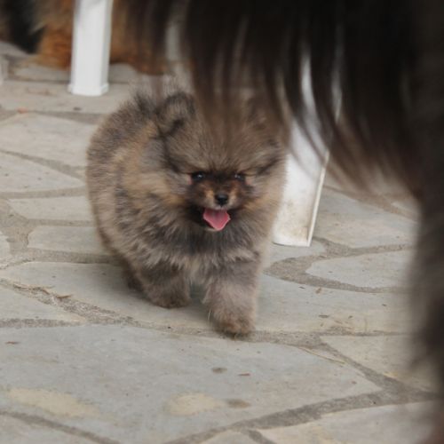 Chiot spitz nain pomeranian #6