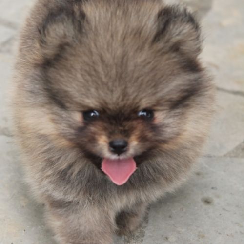 Chiot spitz nain pomeranian