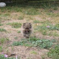 Chiot spitz nain pomeranian #1