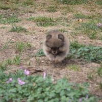 Chiot spitz nain pomeranian #2