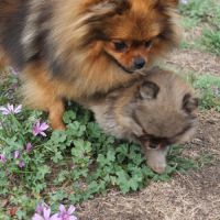 Chiot spitz nain pomeranian #3