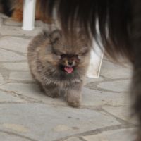 Chiot spitz nain pomeranian #6