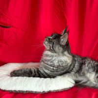 Magnifique chaton black smoke #6
